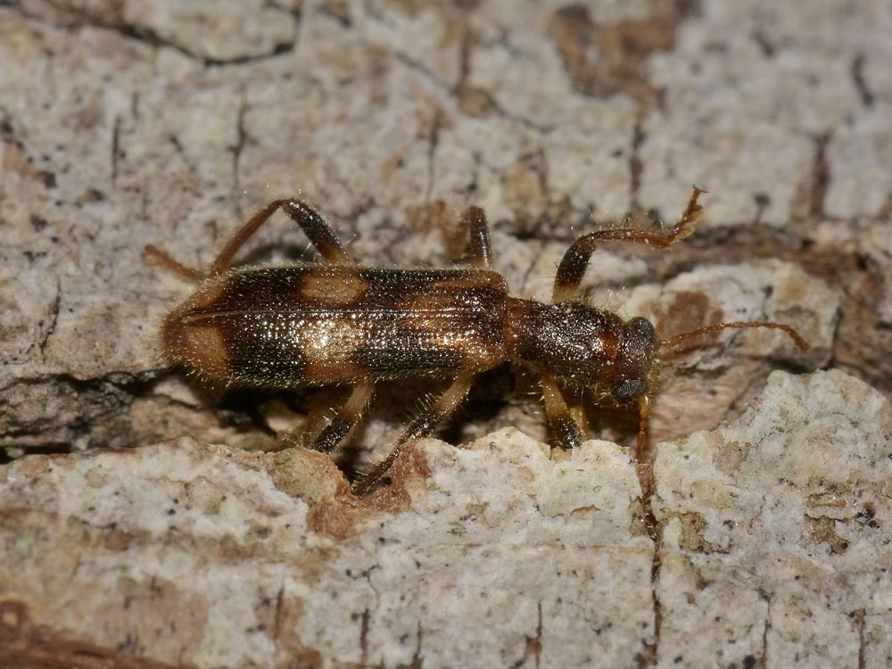 Cleridae: Opilo mollis o domesticus? Opilo mollis